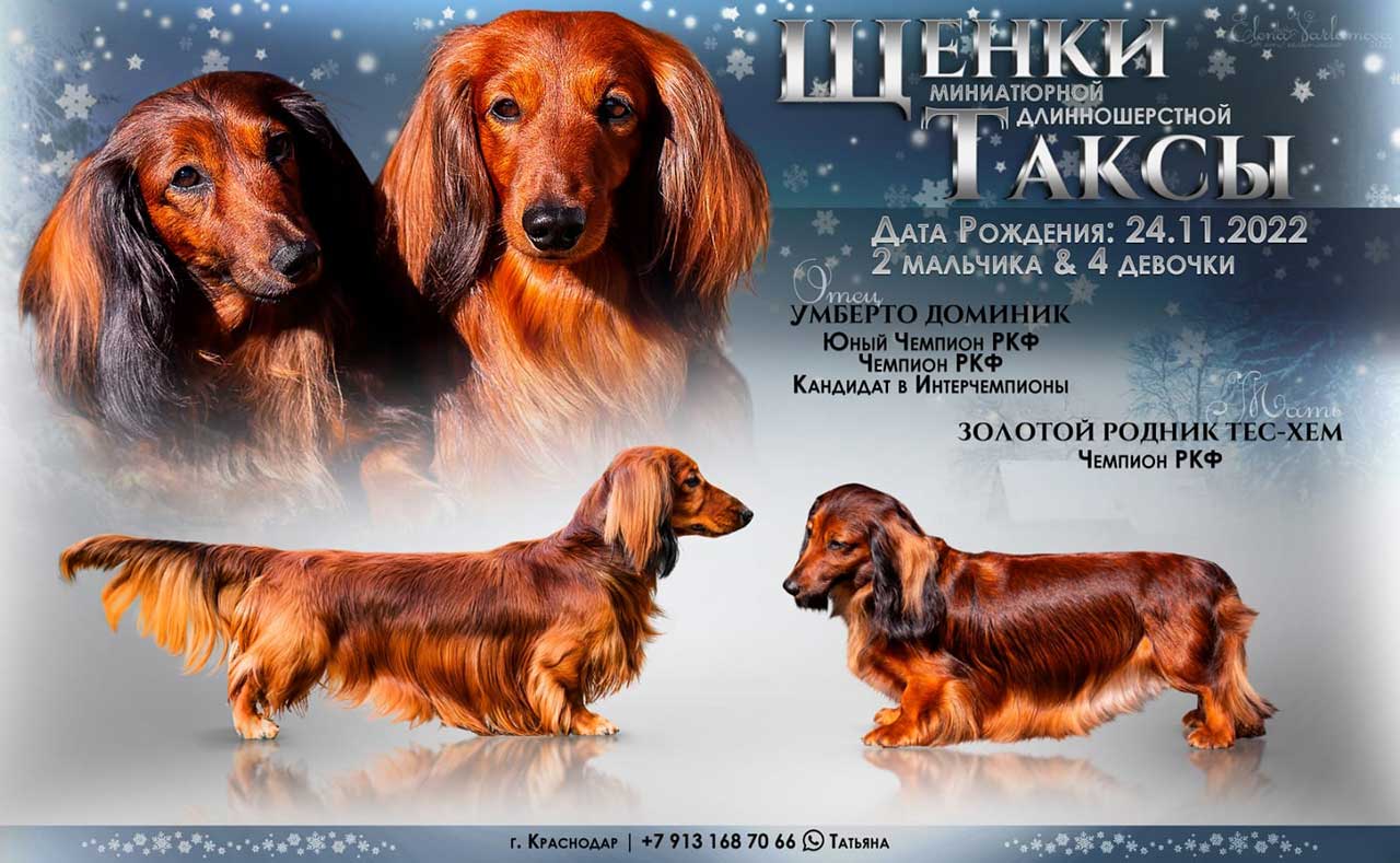 Продаются щенки таксы