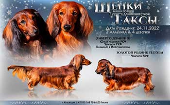 Продаются щенки таксы